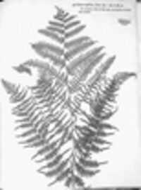 Pteridium aquilinum subsp. aquilinum image